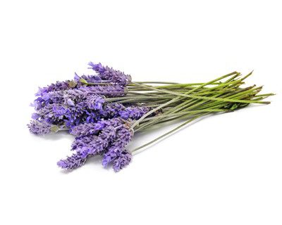 Safety Concerns With Lavender EO