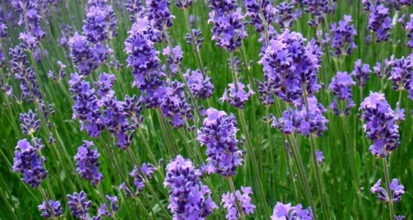 Choosing Lavender Essential Oil For Henna Paste